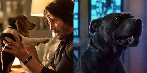 dog breed john wick 3|John Wicks Dogs: In Film and In Real Life